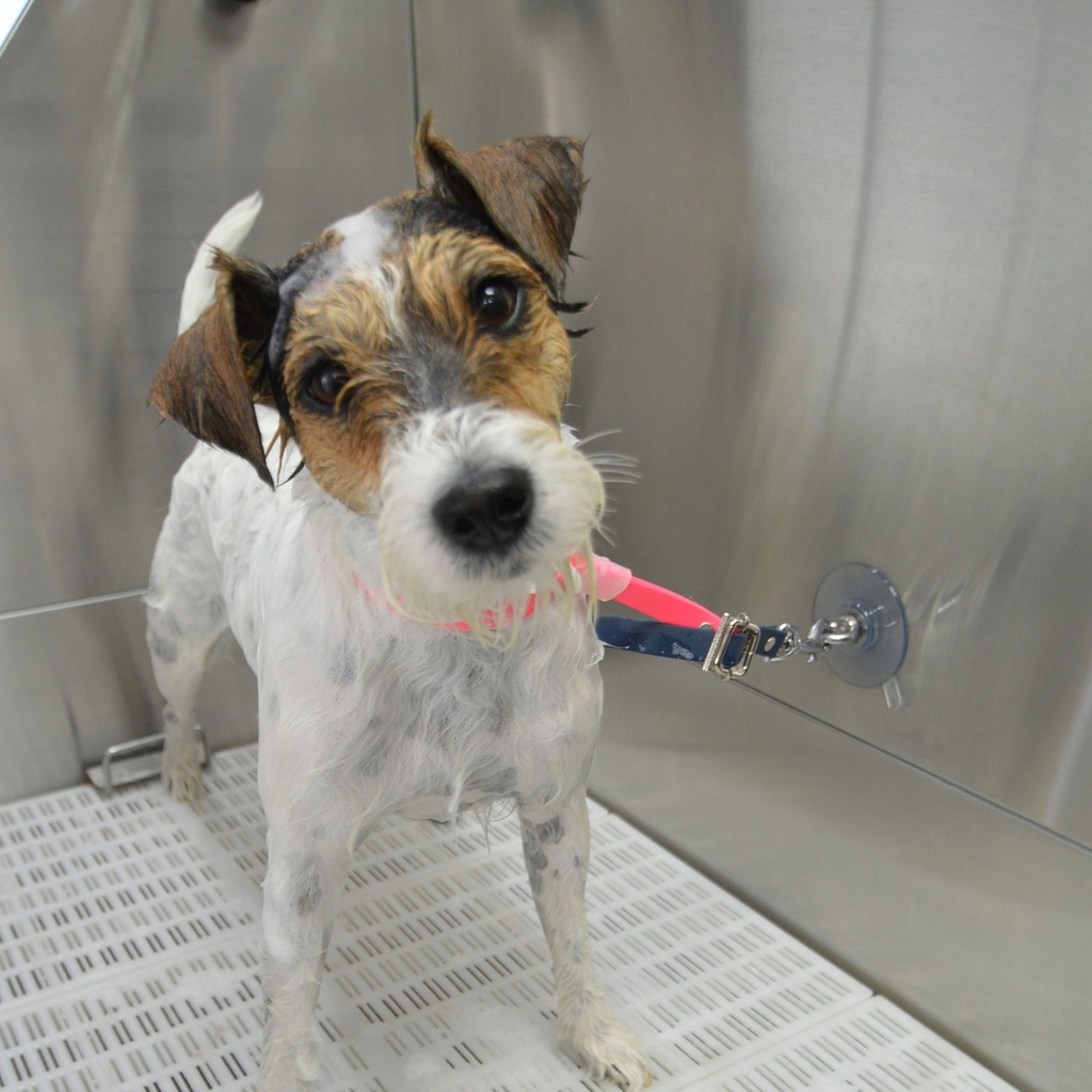 SANGLE DE TOILETTAGE GROOMERFLEX AVEC VENTOUSE PETIT-MOYEN CHIEN ROSE/NOIR