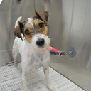 SANGLE DE TOILETTAGE GROOMERFLEX AVEC VENTOUSE PETIT-MOYEN CHIEN ROSE/NOIR