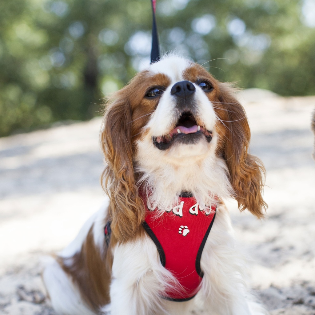 HARNAIS TSHIRT RELAX GOOD DOG ROUGE TXS