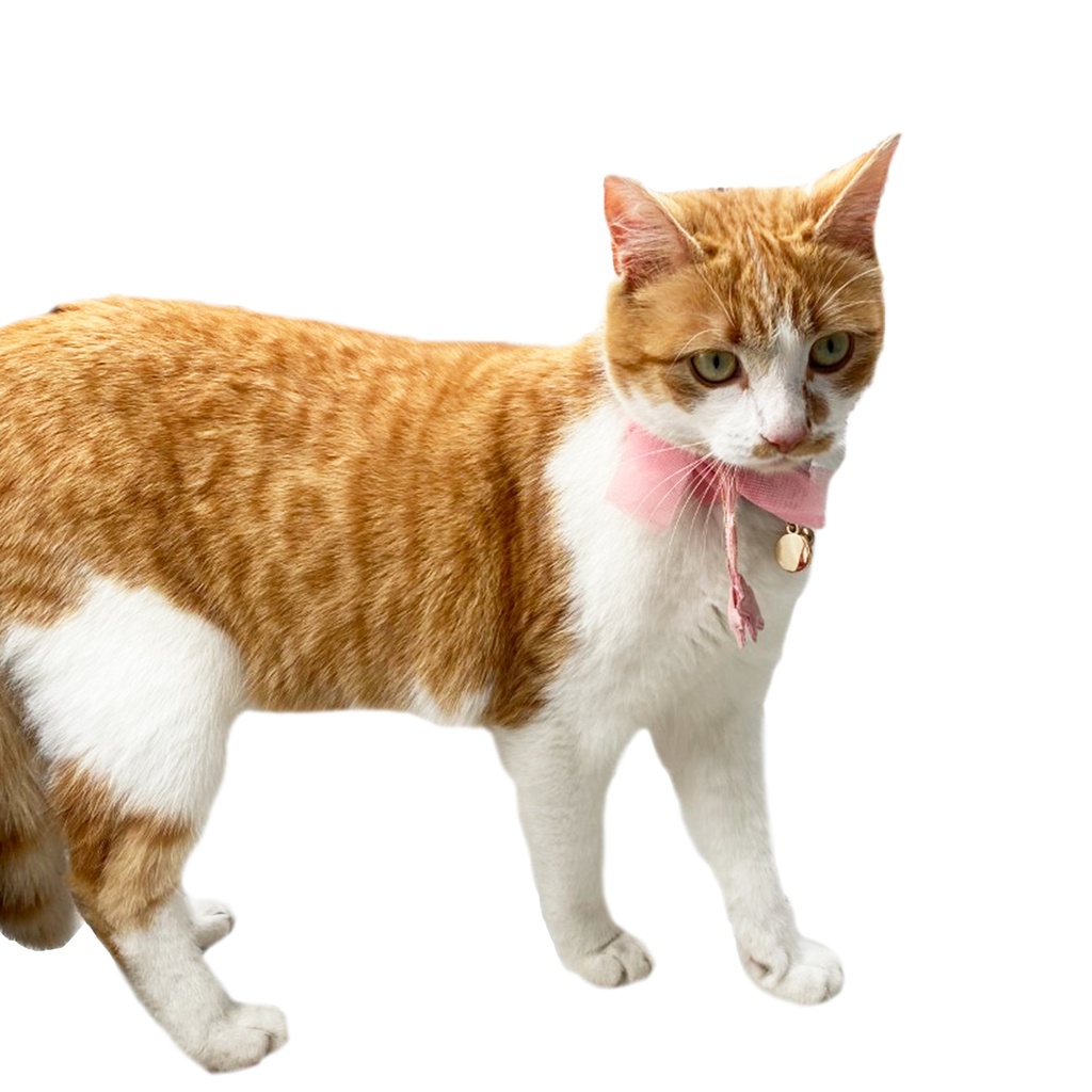 COLLIER CHAT PRINCESSE ROSE 16-28CM X 10MM DEREF
