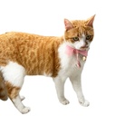 COLLIER CHAT PRINCESSE ROSE 16-28CM X 10MM DEREF
