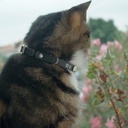 COLLIER CUIR CHAT PORTE ADRESSE NOIR 15-23CM X 10MM DEREF