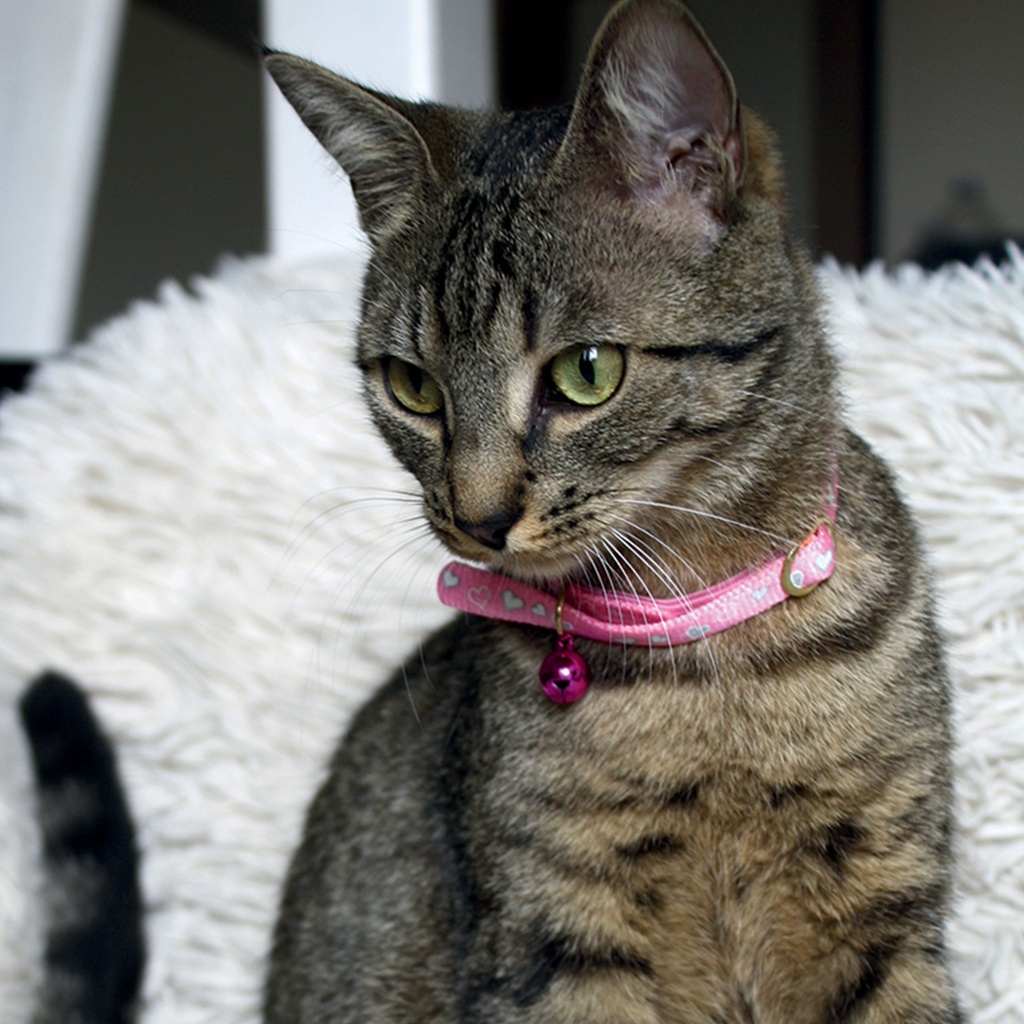 COLLIER CHAT 10MM 30CM REFLECTIF COEUR ROSE DEREF