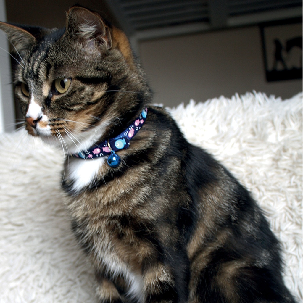 COLLIER CHAT 10MM 30CM BUBBLE FISH BLEU DEREF