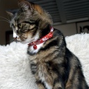 COLLIER NYLON CHAT SARDINE 30CM ROUGE DEREF