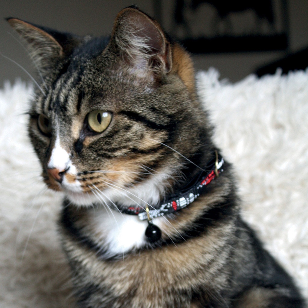 COLLIER NYLON CHAT SARDINE 30CM NOIR DEREF